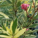 Picasa 2.7